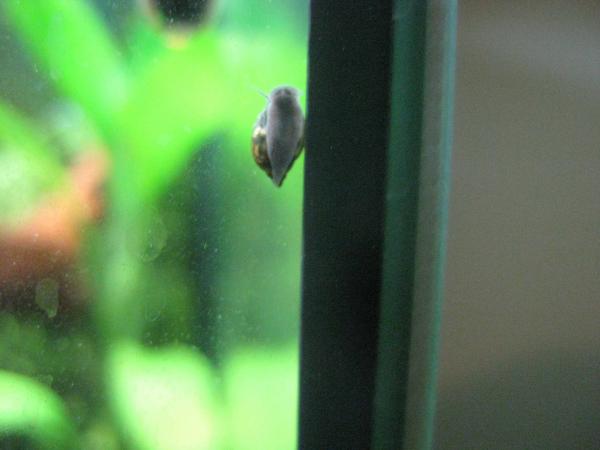 Bladder Snail : Physa fontinalis