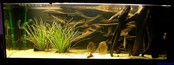 My heckel aquarium as it was at the end of January 2008