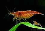 red cherry shrimp