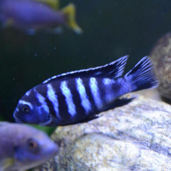 Male Pseudotropheus Saulosi 
(Taiwan reef)