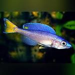 Cyprichromis leptosoma 1024x1024