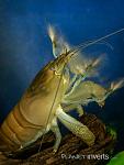 african filter shrimp