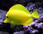 Tropical freshwater aquarium fish pictures