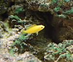 FryLabidochromis caeruleus