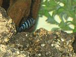 my cichlids