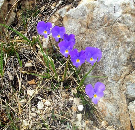     viola delphinantha ( )