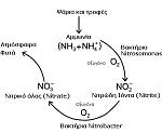 nitrogen circle