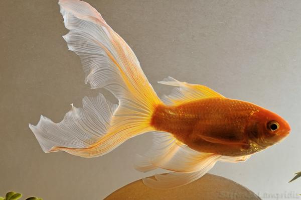 Comet Goldfish