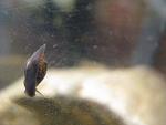 Bladder Snail : Physa fontinalis