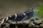 blue bee shrimp