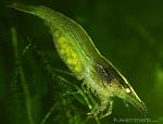 green shrimp