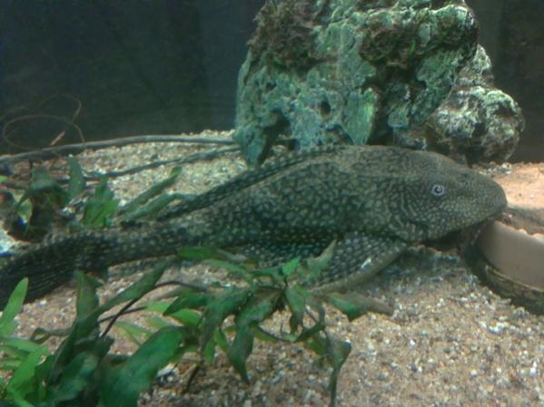 pleco