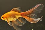 Comet Goldfish