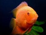 http://www.aquarist.gr/news/DyedFish/DyedFish.htm