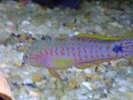 peacock goby