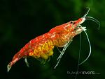 red cherry shrimp swimming