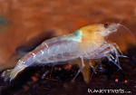 whitebeeshrimp