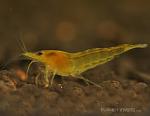 yellow shrimp male2
