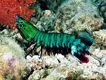 mantis peacock shrimp