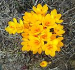 crocus flavus ( )