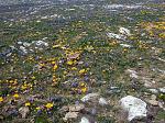 scilla autumnalis  crocus flavus ( )