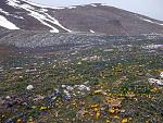 scilla autumnalis  crocus flavus ( )