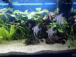 My Amazon Aquarium