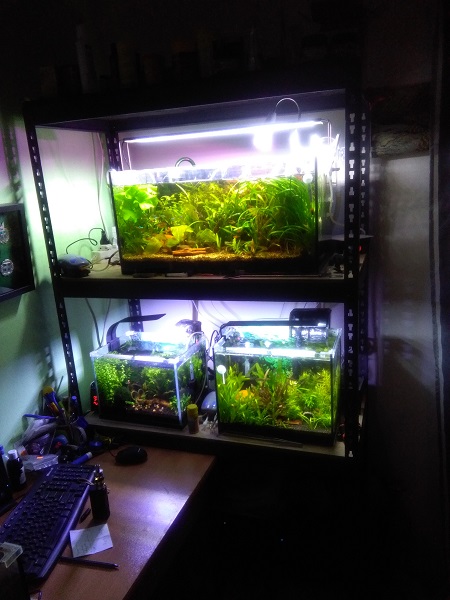 fishroom