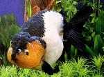 PANDA RANCHU