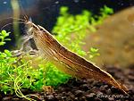 bamboo shrimp2