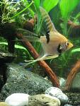 Angel fish  "  an"