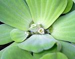 pistia stratiotes