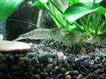  2  Amano shrimp