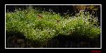 riccia pearling