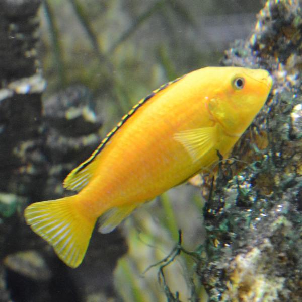 Female Labidochromis caeruleus
