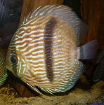 Symphysodon discus, Heckel 1840