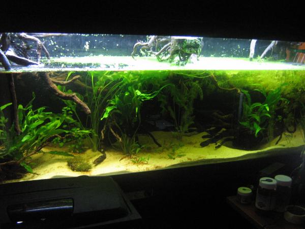 Channa aurantimaculata tank 640 litres