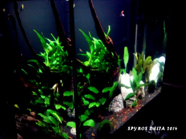 150 Lt Shrimps & Snails