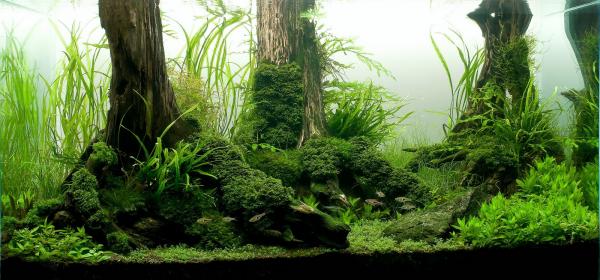 aquascape 2010 2 7  15 44  ASE 2010