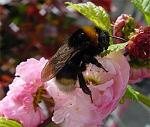 Bombus (Psithyrus) vestalis