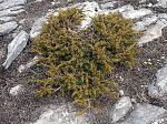    juniperus oxycedrus??? ( )