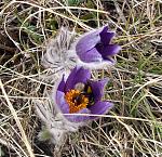 pulsatilla halerri  ( )