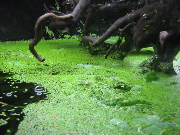 picture from channa aurantimaculata tank