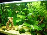           2   (1 Selaginella Wildenowii (Malayan Aqua Fern)    Anubia. 26 ....