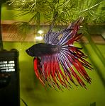 Crowntail betta fish